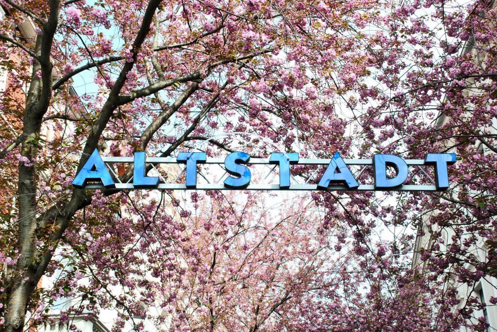 kirschblüte Altstadt Bonn