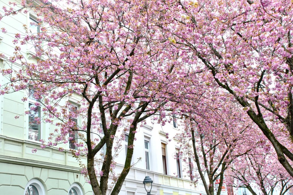 Kirschblüte Bonn Altstadt